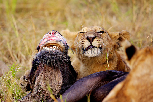 LionMara_008