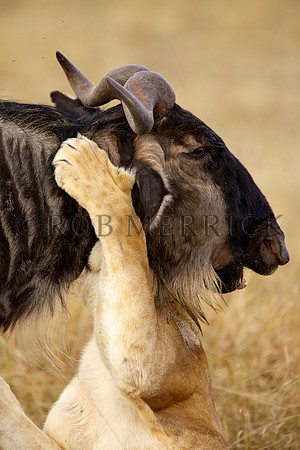 LionMara_073