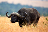 CapeBuffaloLewa_015