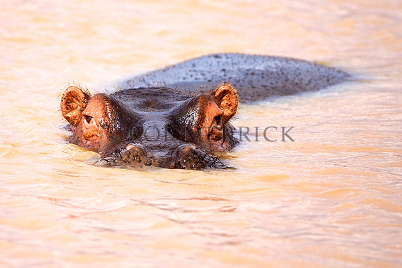 HippoLewa_001