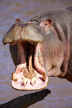HippoMara_014