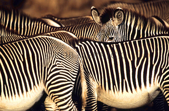 Grevy'sZebraLewa_017