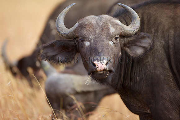 CapeBuffaloLewa_014