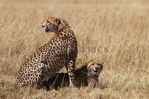 CheetahMara_019