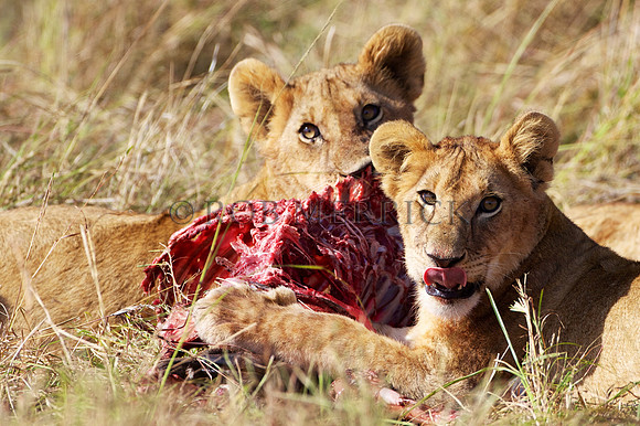 LionMara_065