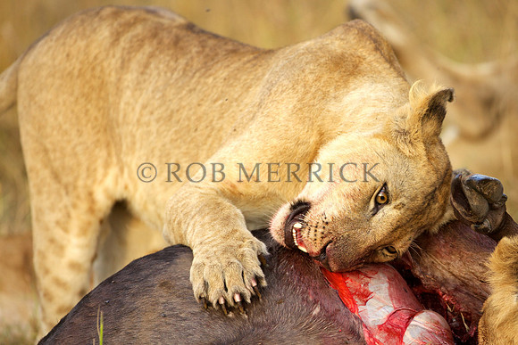 LionMara_060