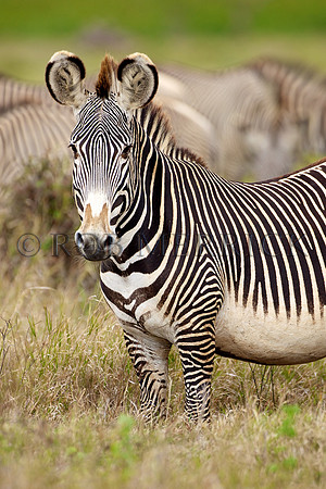 Grevy'sZebraLewa_019