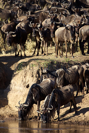 WildebeestMara_007