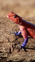 AgamaLizardMara_002