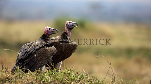 VultureMara_004
