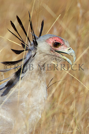 SecretaryBirdMara_001