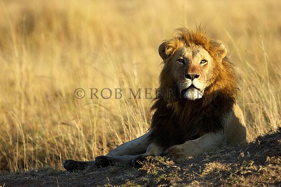 LionMara_061