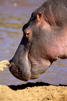 HippoMara_013