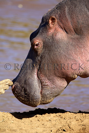 HippoMara_013