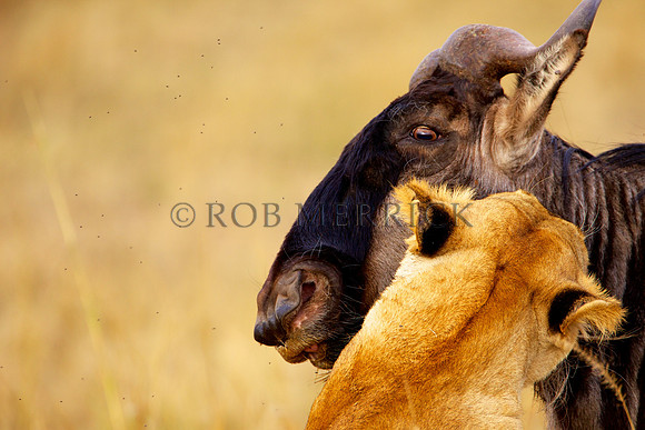 LionMara_071