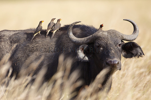 CapeBuffaloMara_001