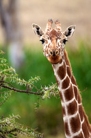GiraffeLewa_024