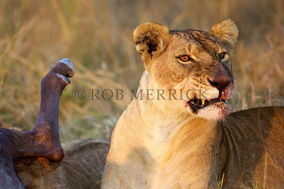 LionMara_075