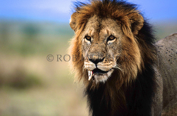LionMara_020