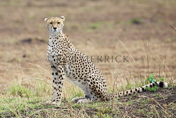 CheetahMara_020