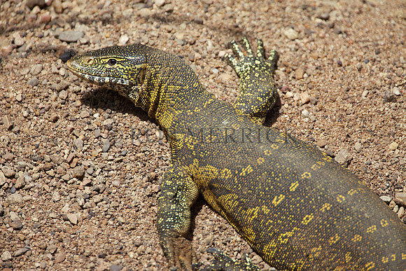 MonitorLizardMara_001