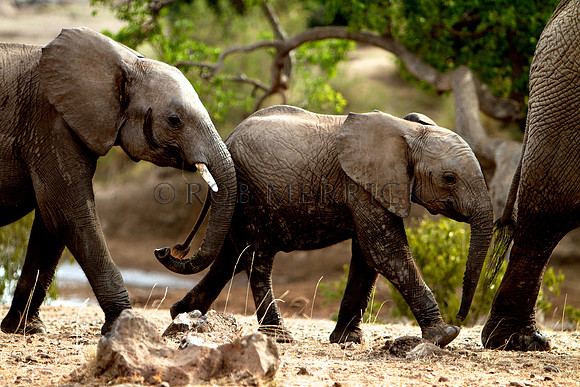 ElephantLewa_035