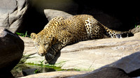 LeopardMara_015