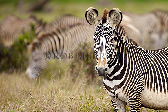 Grevy'sZebraLewa_018