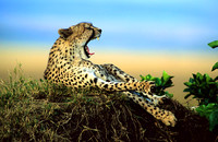 CheetahMara_015