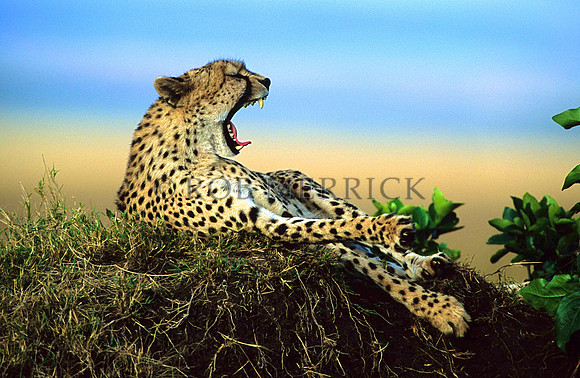 CheetahMara_015