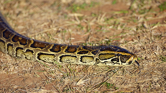 PythonSnakeMara_005