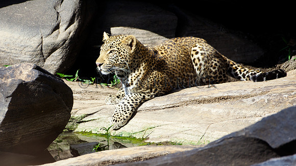 LeopardMara_016