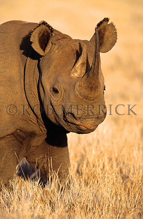 BlackRhinoLewa_002
